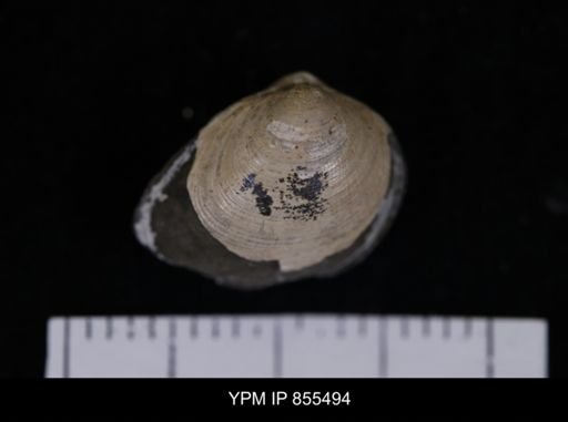 Limopsis striatopunctatus
