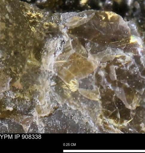 undet. Mollusca