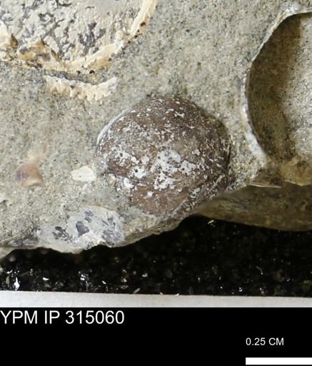 Protocardia?