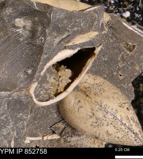 Limopsis striatopunctatus