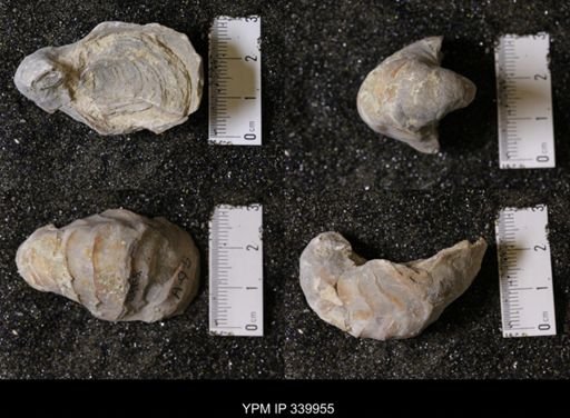 Gryphea washitaensis