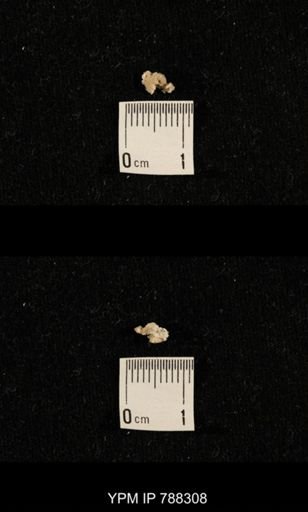 taxon undetermined