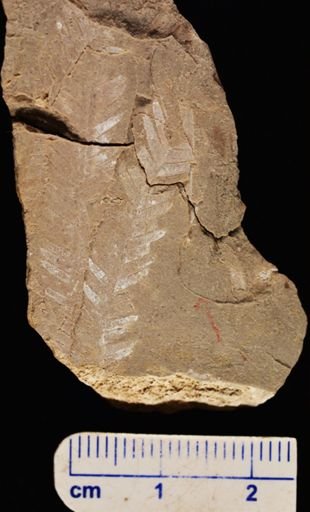 Gleichenia? bohemica