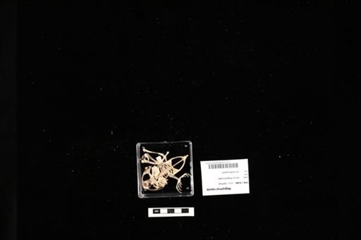 Megophrys nasuta