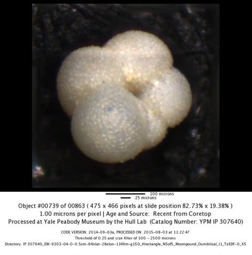 undet. Foraminiferida