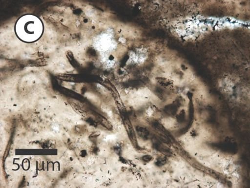 Siphonophycus