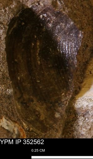 undet. Bivalvia