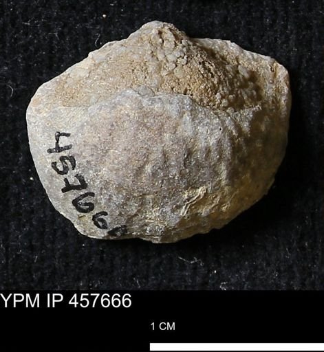 Helaspis sp.