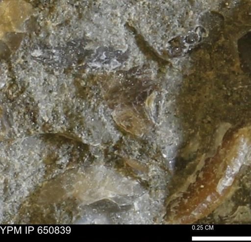 undet. Bivalvia