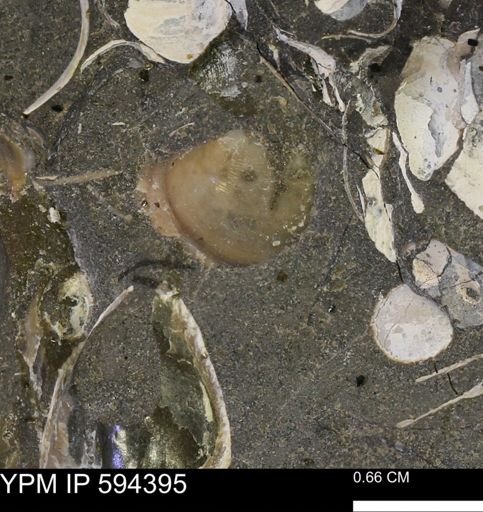 undet. Bivalvia