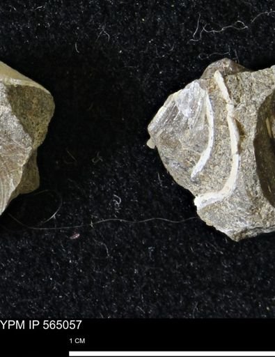 Limopsis striatopunctatus