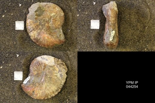 Hoploscaphites comprimus