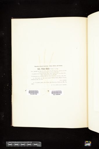 Ptilota filicina