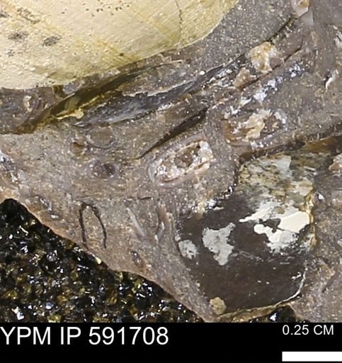 Serpulidae