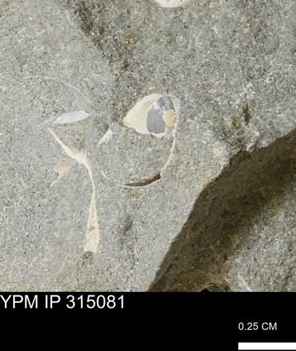 undet. Gastropoda