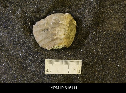 Inoceramus sp.