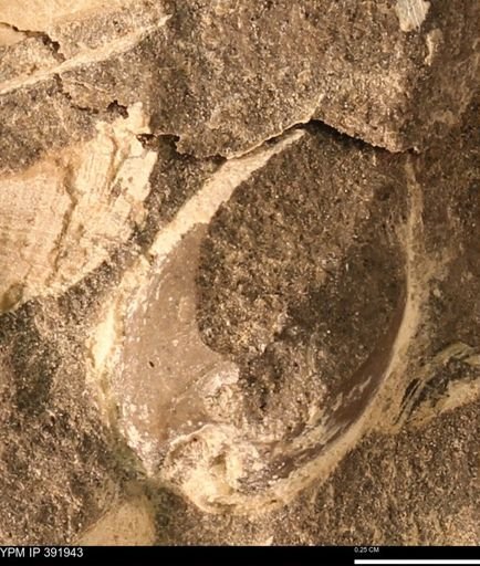 Protocardia sp.