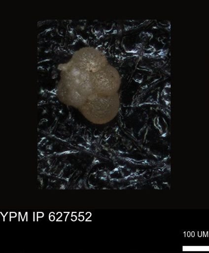 undet. Foraminiferida