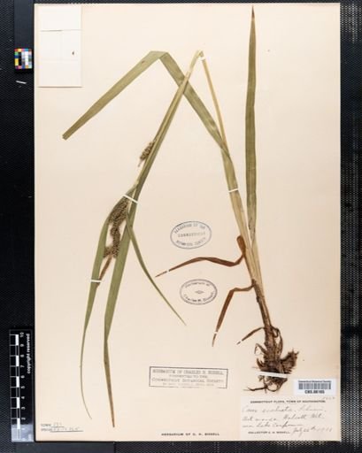Carex scabrata