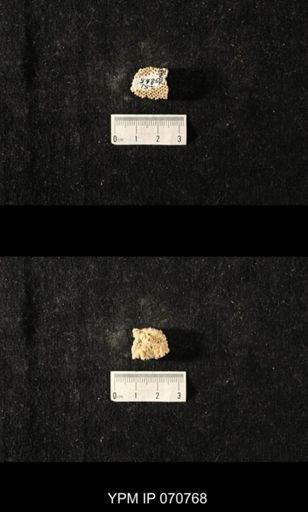 Favosites sp.