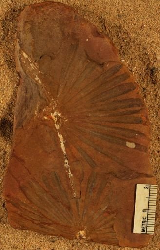Annularia