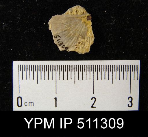 undet. Leptostrophiidae