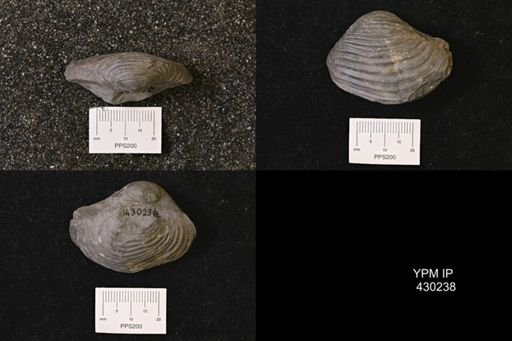Grammysioidea arcuata