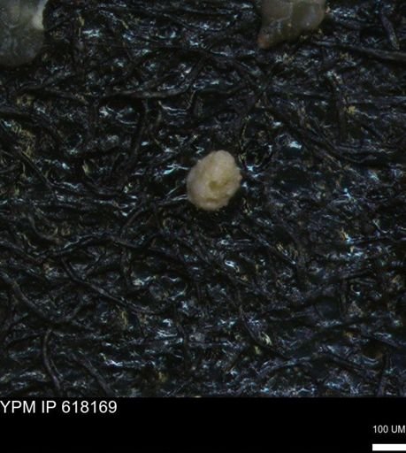 undet. Foraminiferida