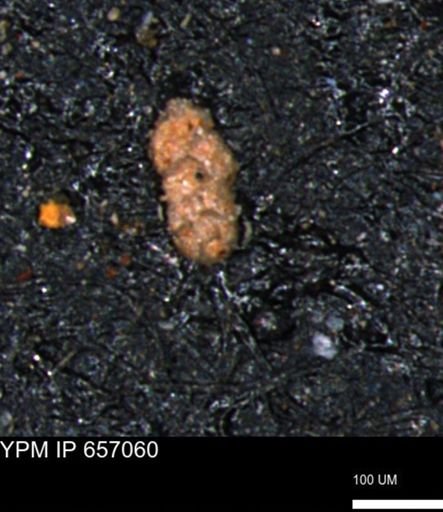 Ammobaculoides phaulus