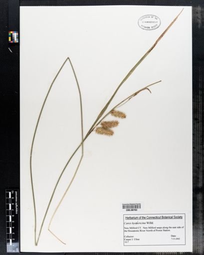 Carex hystericina