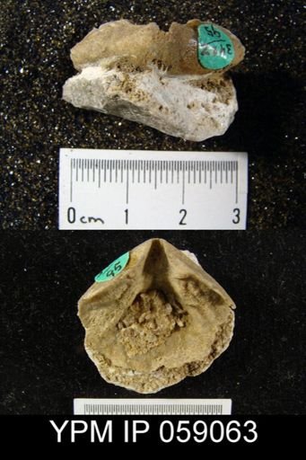 Meristella atoka