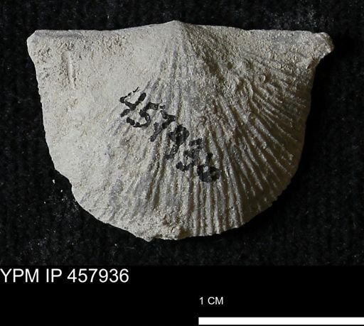Strophodonta sp.