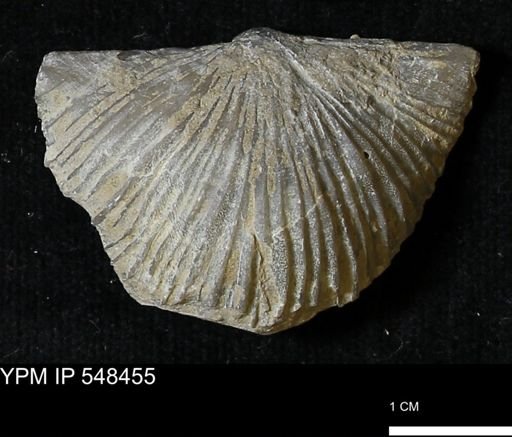 Stropheodonta kemperi