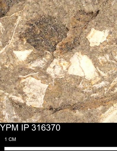 undet. Mollusca