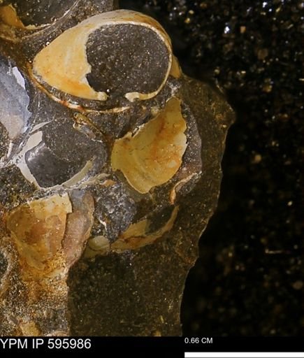 Protocardia?