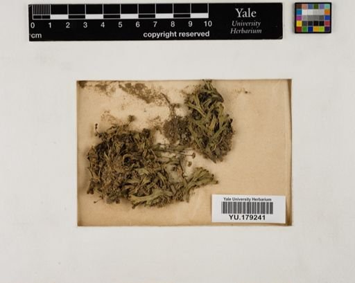 Plantae