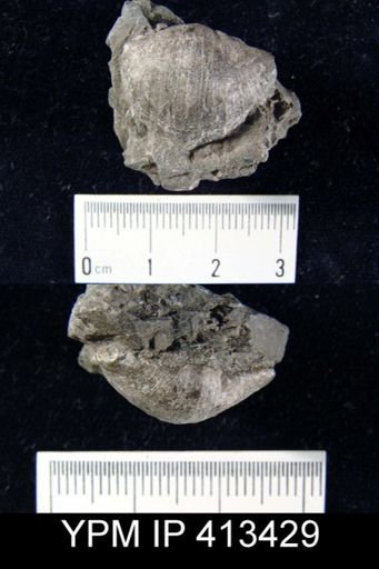 Eoplectodonta transversalis