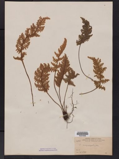 Cheilanthes