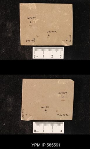 undet. Hemiptera