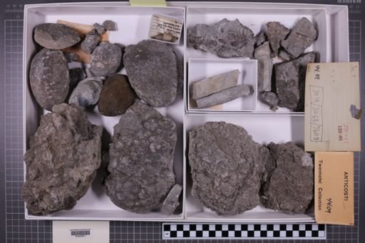 mixed taxa, stratigraphic collection