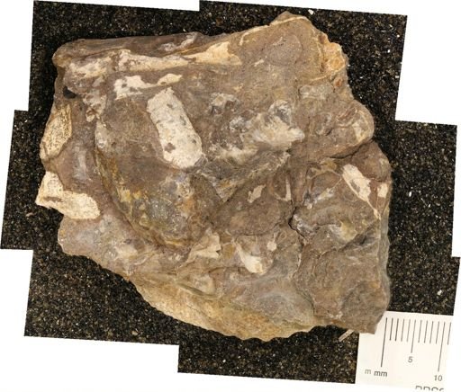 undet. Scaphitidae