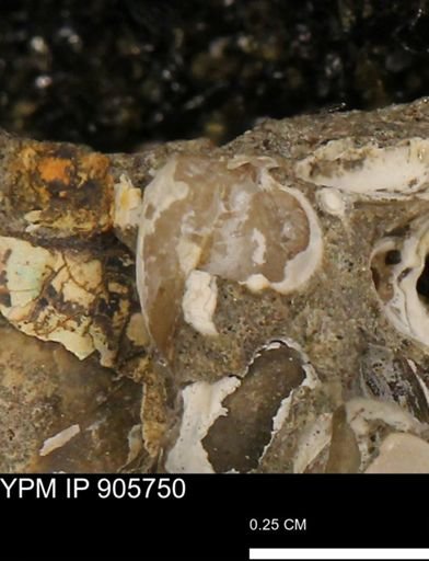 Corbulamella sp.