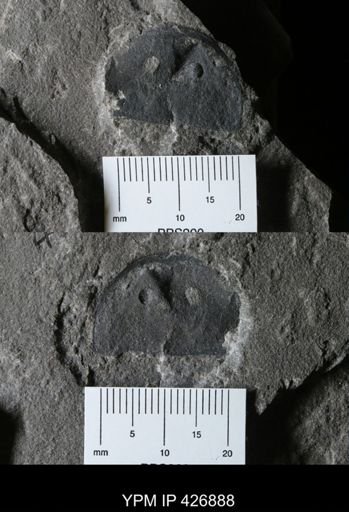 Erieopterus