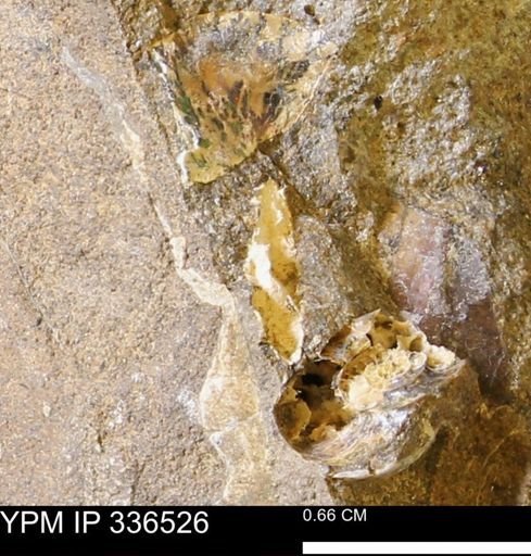 undet. Ammonoidea