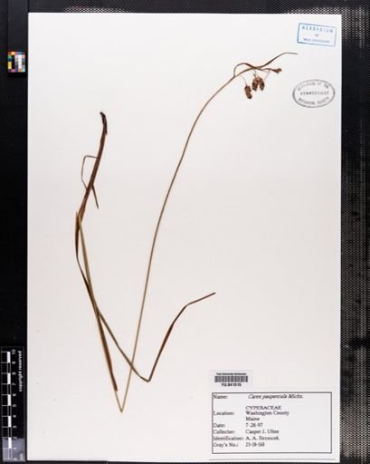 Carex paupercula