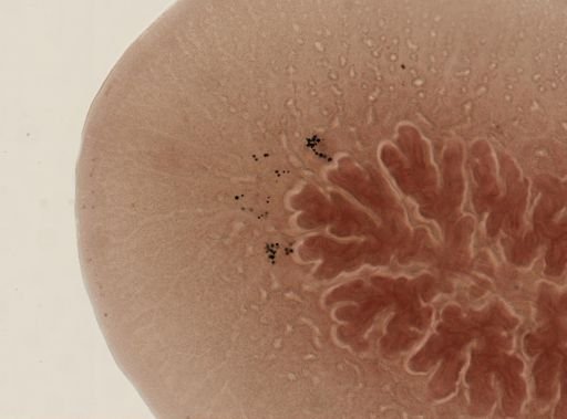 Hoploplana inquilina
