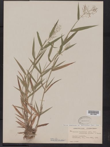 Panicum lanuginosum