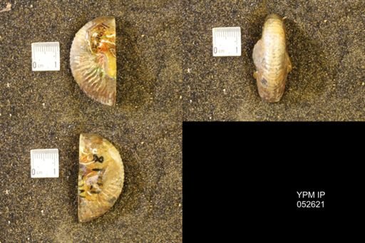 Hoploscaphites comprimus