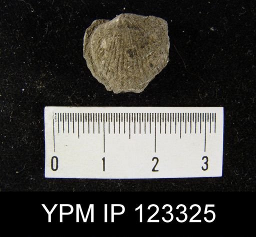 Rensselaeria stewarti