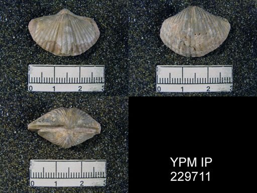 Spirifer occidentalis